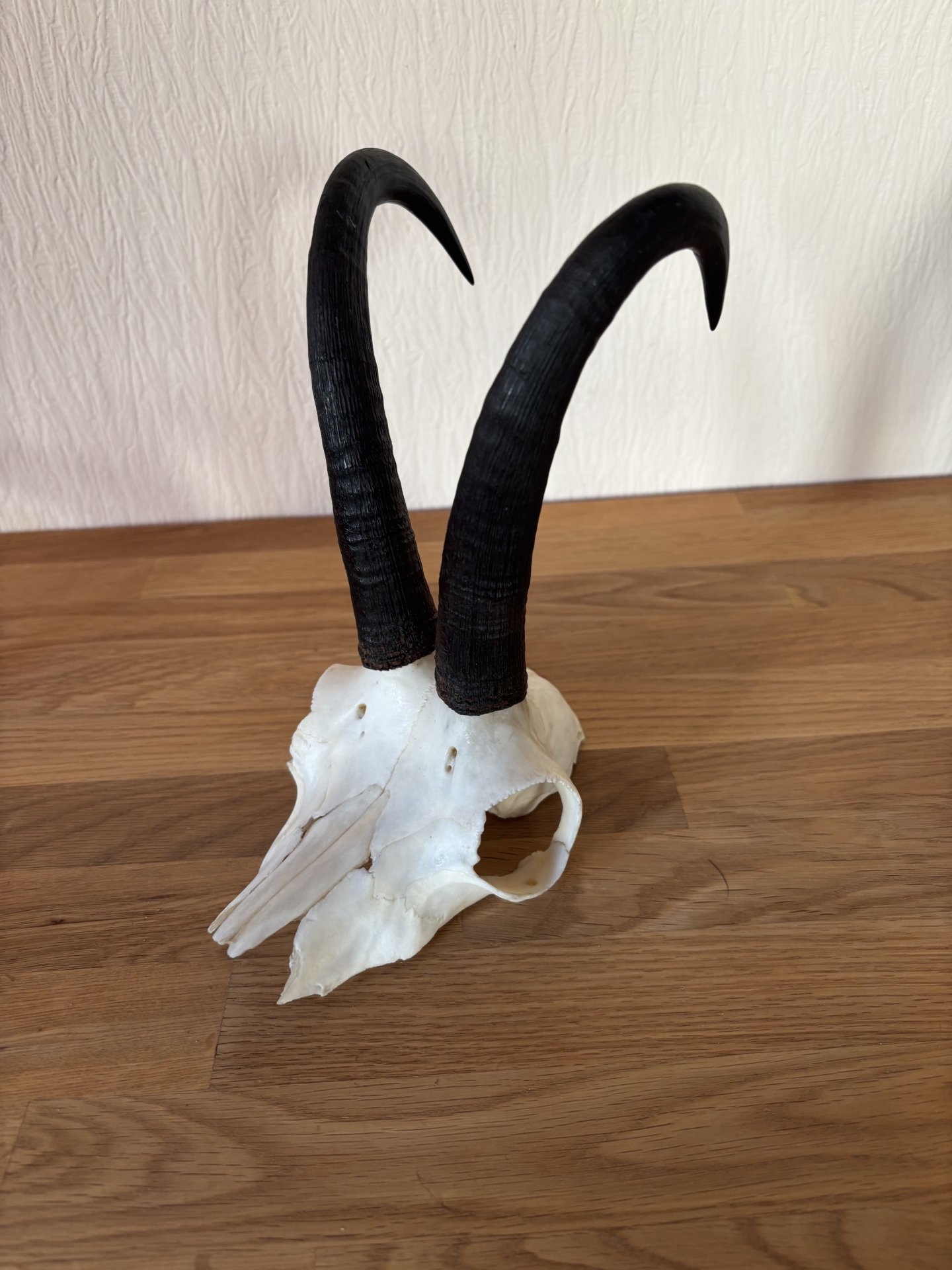 Gamskrucken und Rehbockgehörn – Bild 3