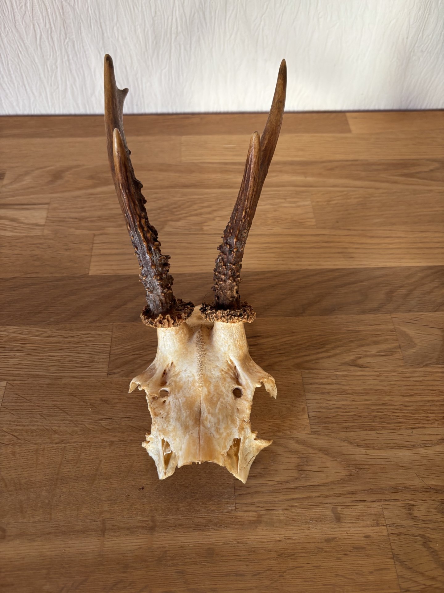 Gamskrucken und Rehbockgehörn – Bild 2