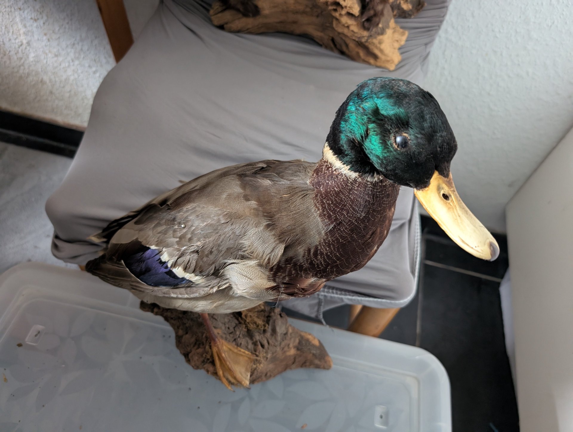 Tierpräparate, Erpel und Marder – Bild 2