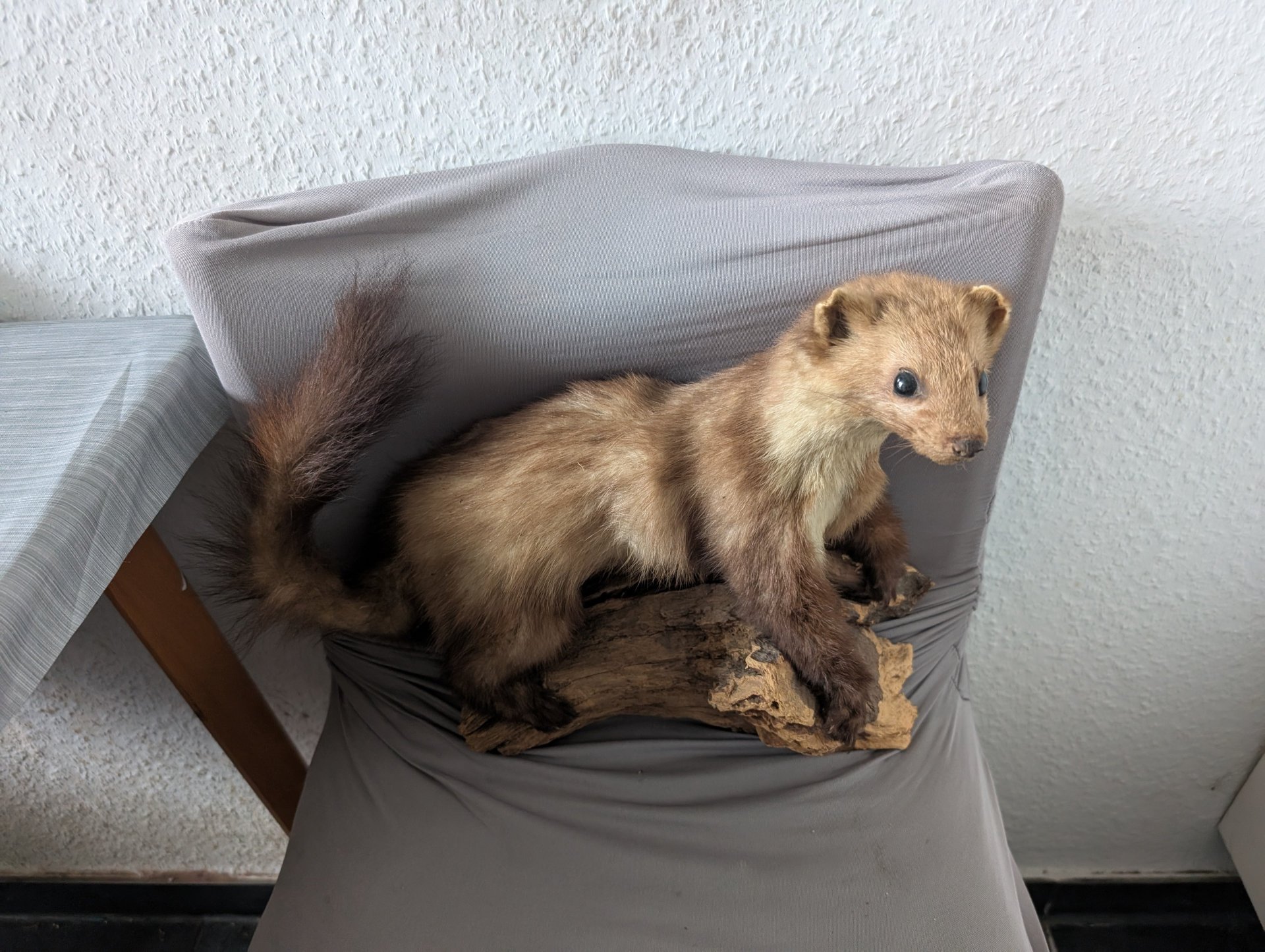 Tierpräparate, Erpel und Marder – Bild 1