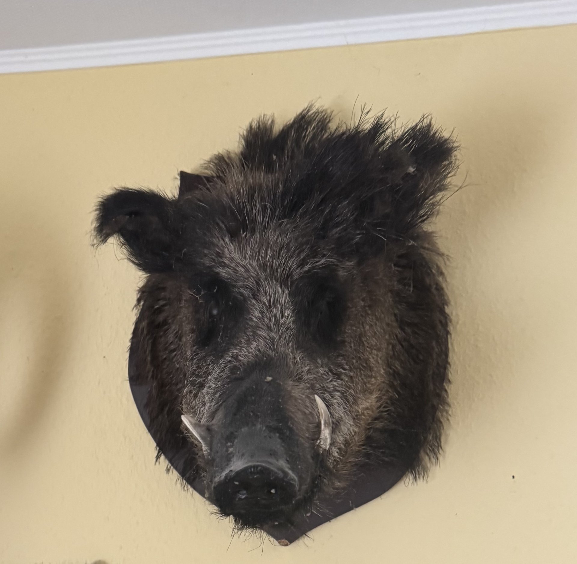Kopf vom Wildschwein – Bild 1