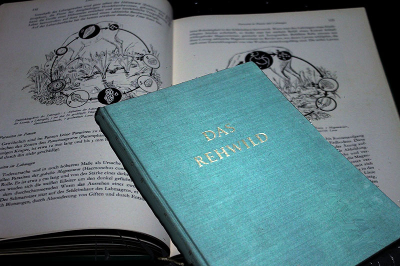 DAS REHWILD - Naturgeschichte Hege und Jagd Ferdinand von Raesfeld – Bild 1