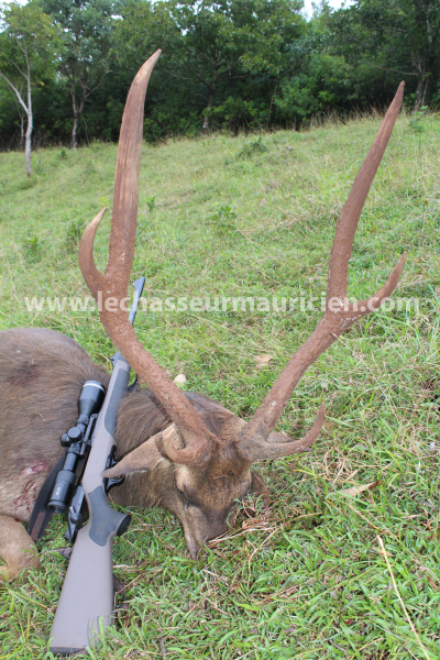 Gold-Medaillien Rusa-Hirschjagd auf Mauritius – Bild 6