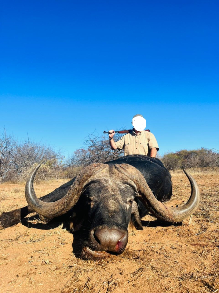 Büffel-Kombijagd auf Büffel-Bulle & Büffel-Kuh im Limpopo Valley Game Reserve – Bild 4