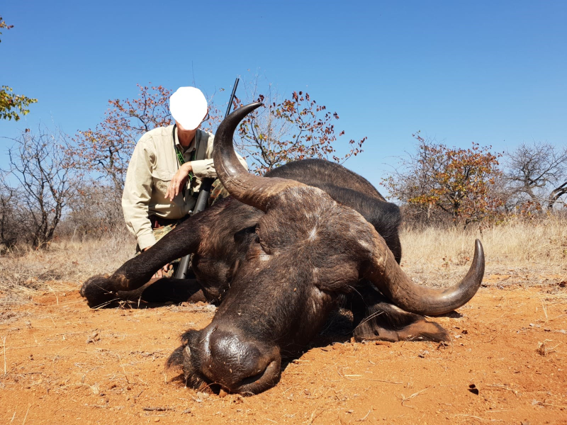 Büffel-Kombijagd auf Büffel-Bulle & Büffel-Kuh im Limpopo Valley Game Reserve – Bild 2