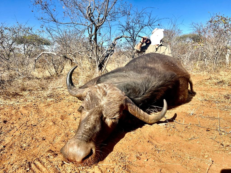 Büffel-Kombijagd auf Büffel-Bulle & Büffel-Kuh im Limpopo Valley Game Reserve – Bild 6