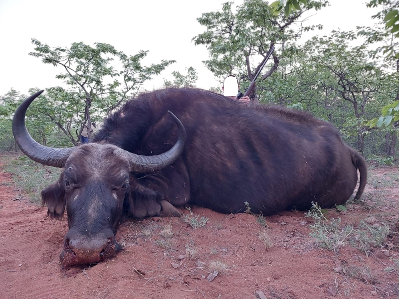 Büffel-Kombijagd auf Büffel-Bulle & Büffel-Kuh im Limpopo Valley Game Reserve – Bild 3