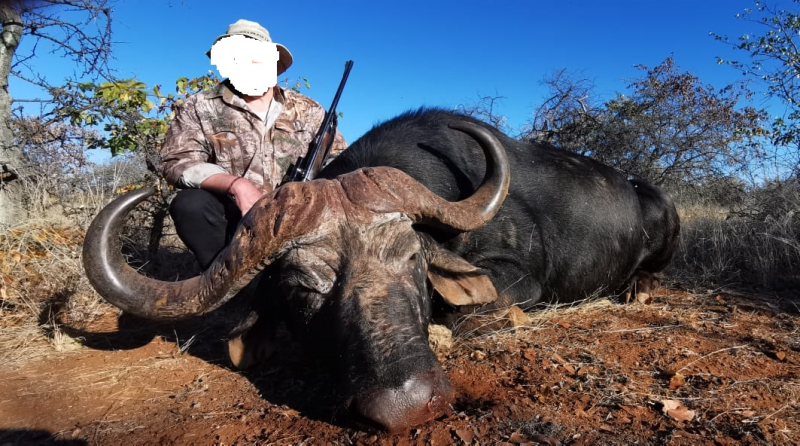 Büffel-Kombijagd auf Büffel-Bulle & Büffel-Kuh im Limpopo Valley Game Reserve – Bild 5