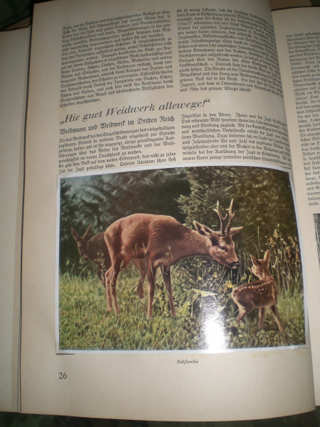 Antiquarisches Buch: altes Sammelbilderalbum - Aus Wald und Flur – Bild 2