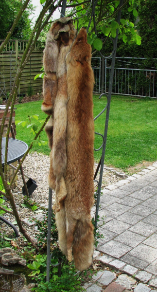 2 Fuchsfelle – billede 2