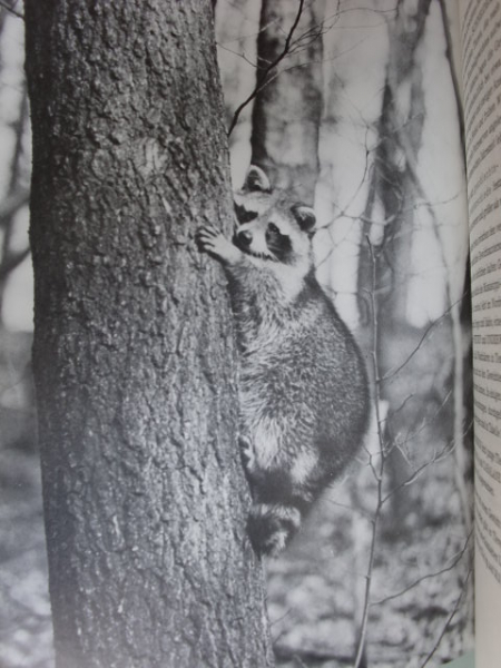 DER WASCHBÄR – Bild 2