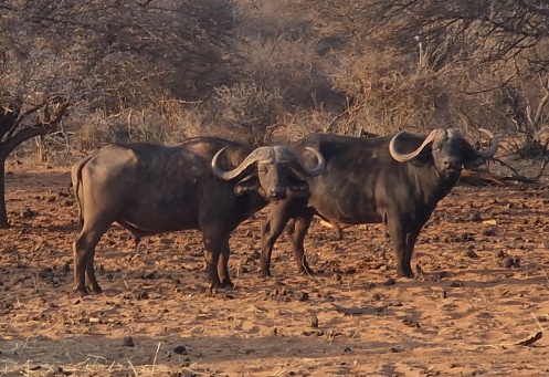 7 Tage Büffelsafari in Südafrika – stampa 4