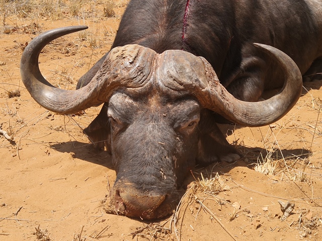 7 Tage Büffelsafari in Südafrika – stampa 5