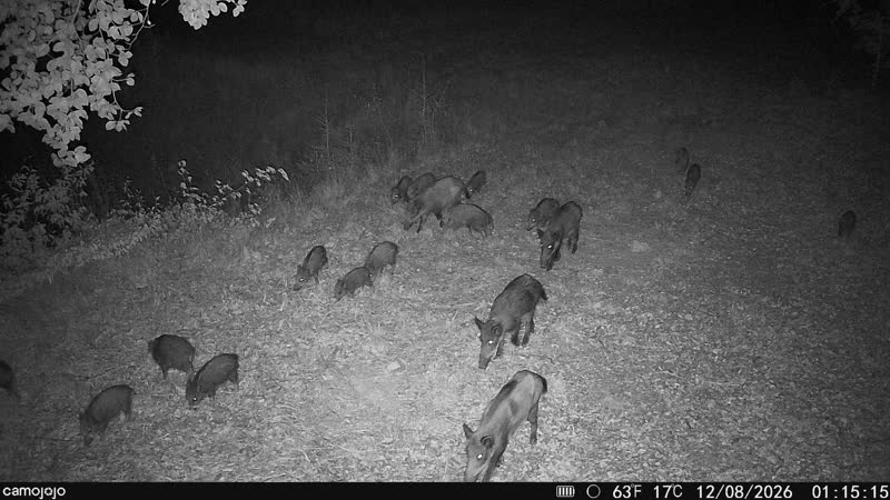 Drückjagd im Westerwald – obrázek 1