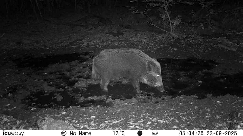 Drückjagd im Westerwald – zdjęcie 5
