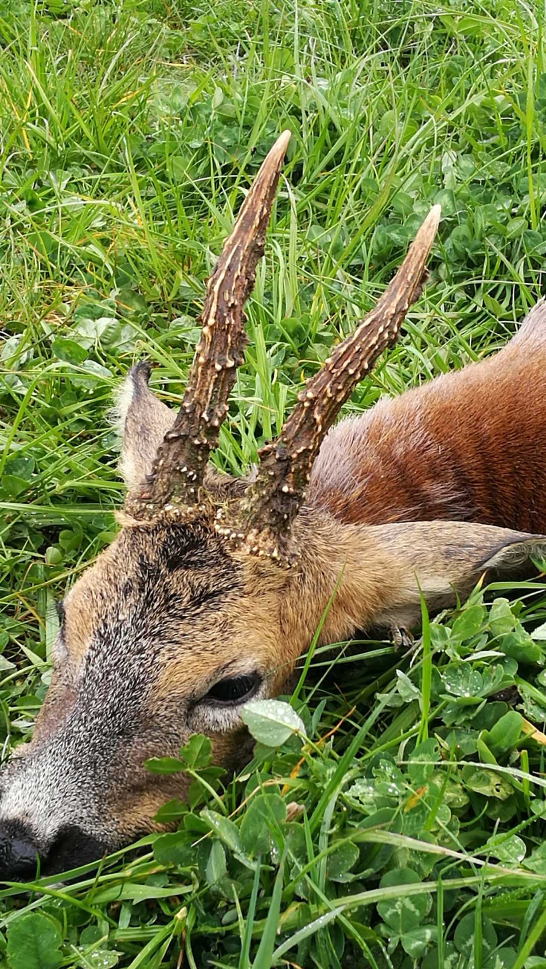 Drückjagd im Westerwald – zdjęcie 3