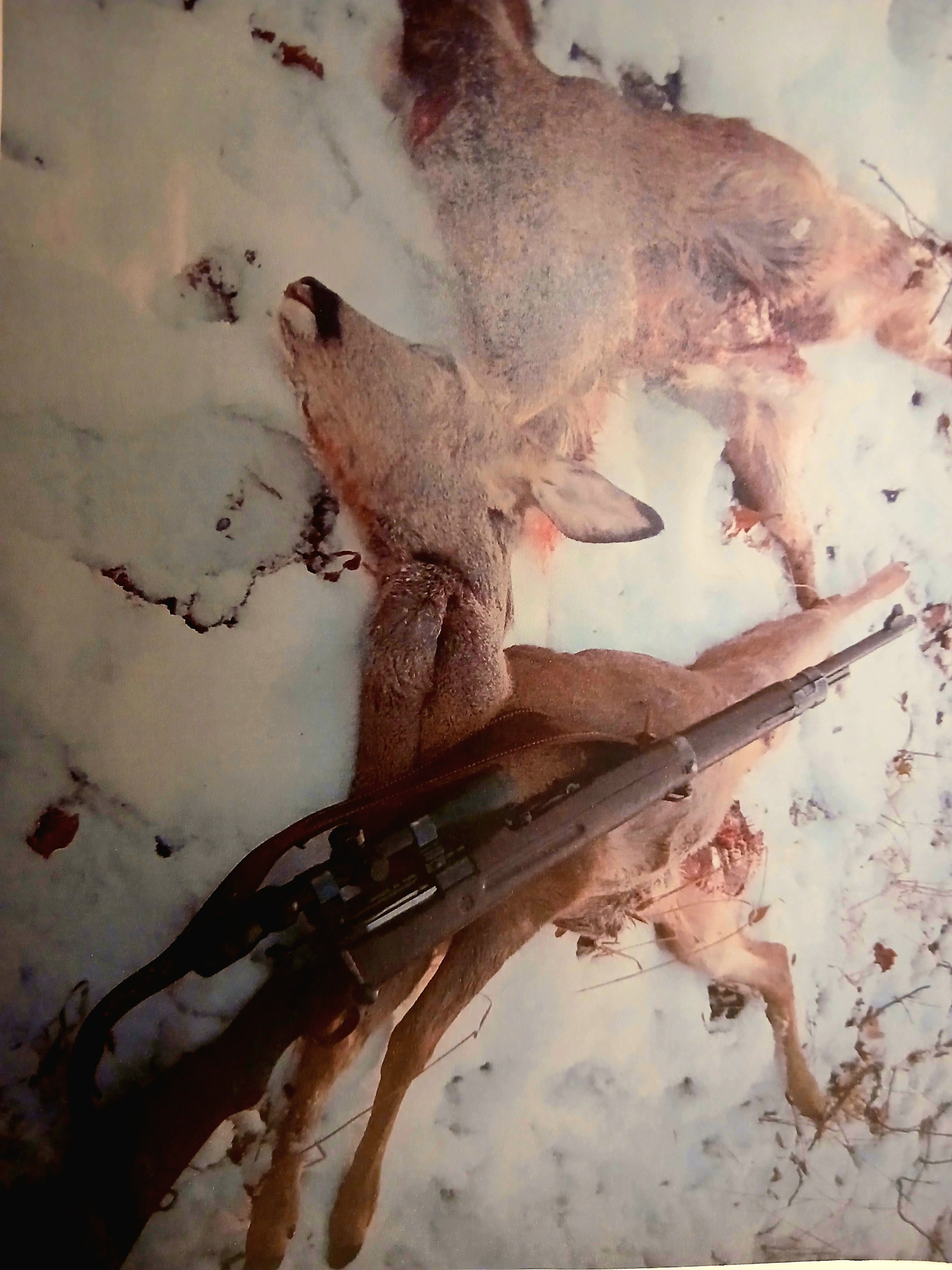 Drückjagd- und Sammlerwaffe 98er VZ 24 – Bild 2