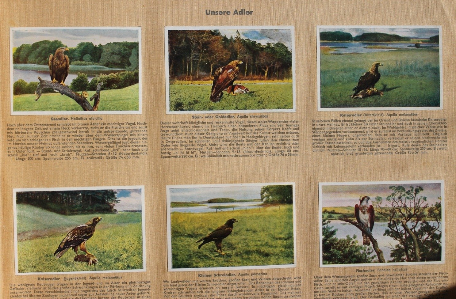 Aus Deutschlands Vogelwelt 1932 – Bild 2