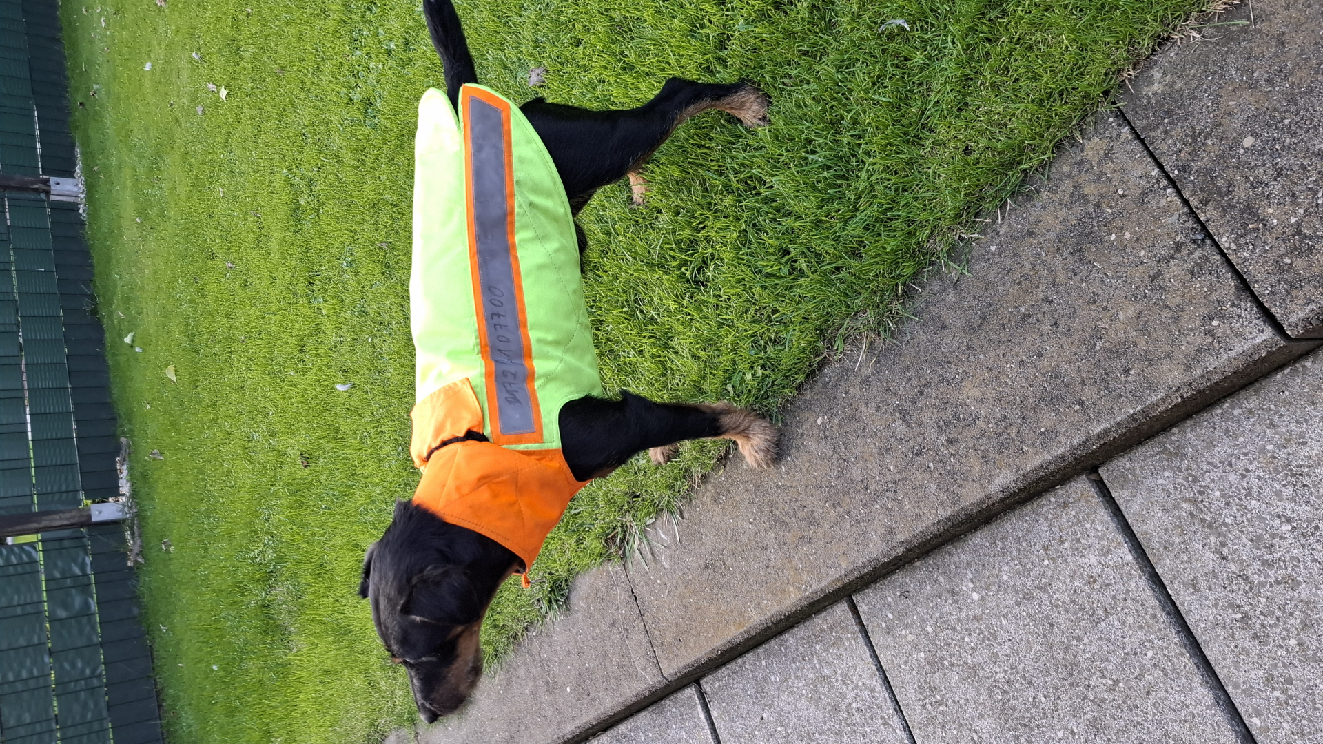 Hundeschutzweste Kevla für Jagdterrier – Bild 1
