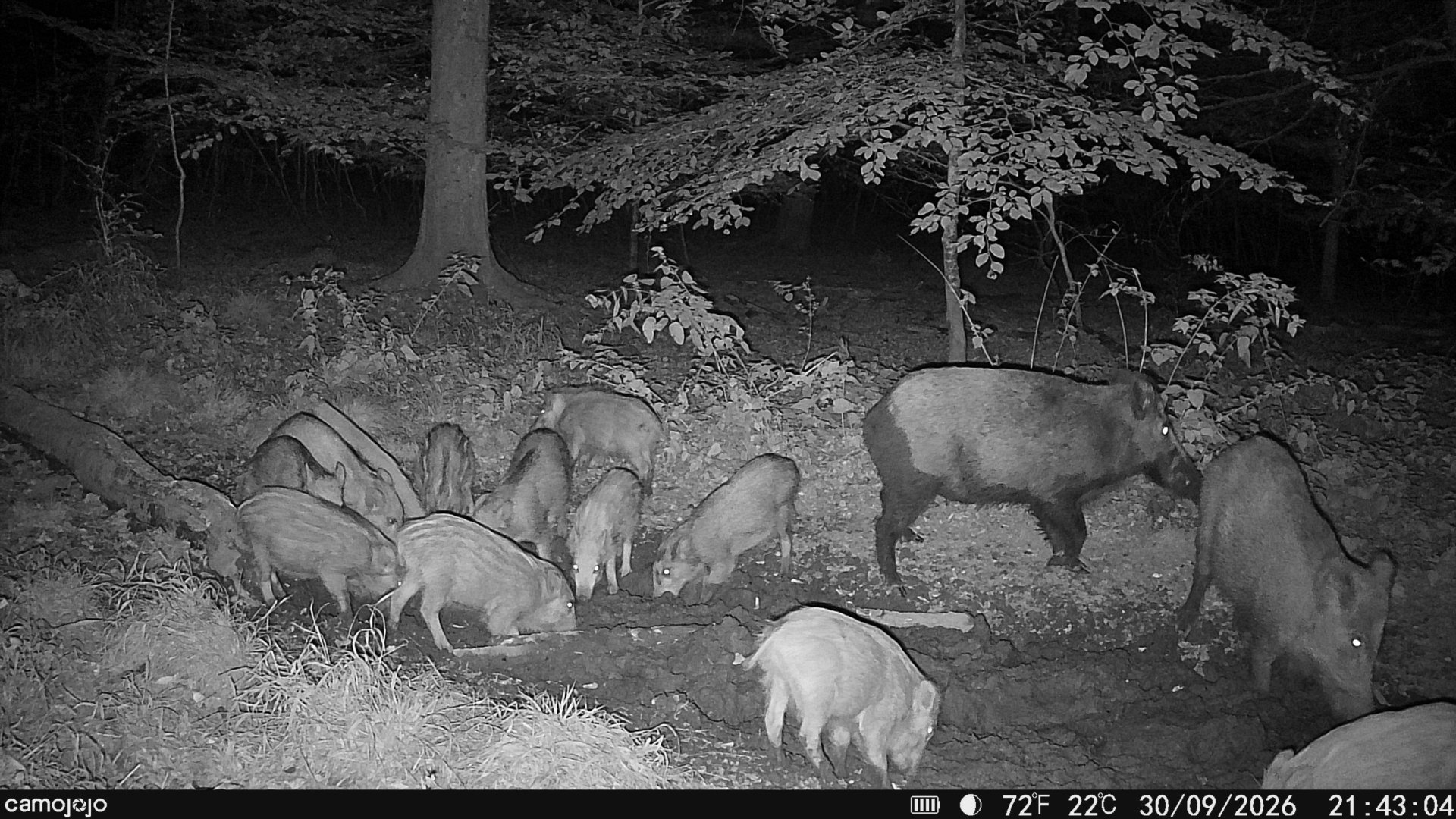 Drückjagd im Westerwald – Bild 1
