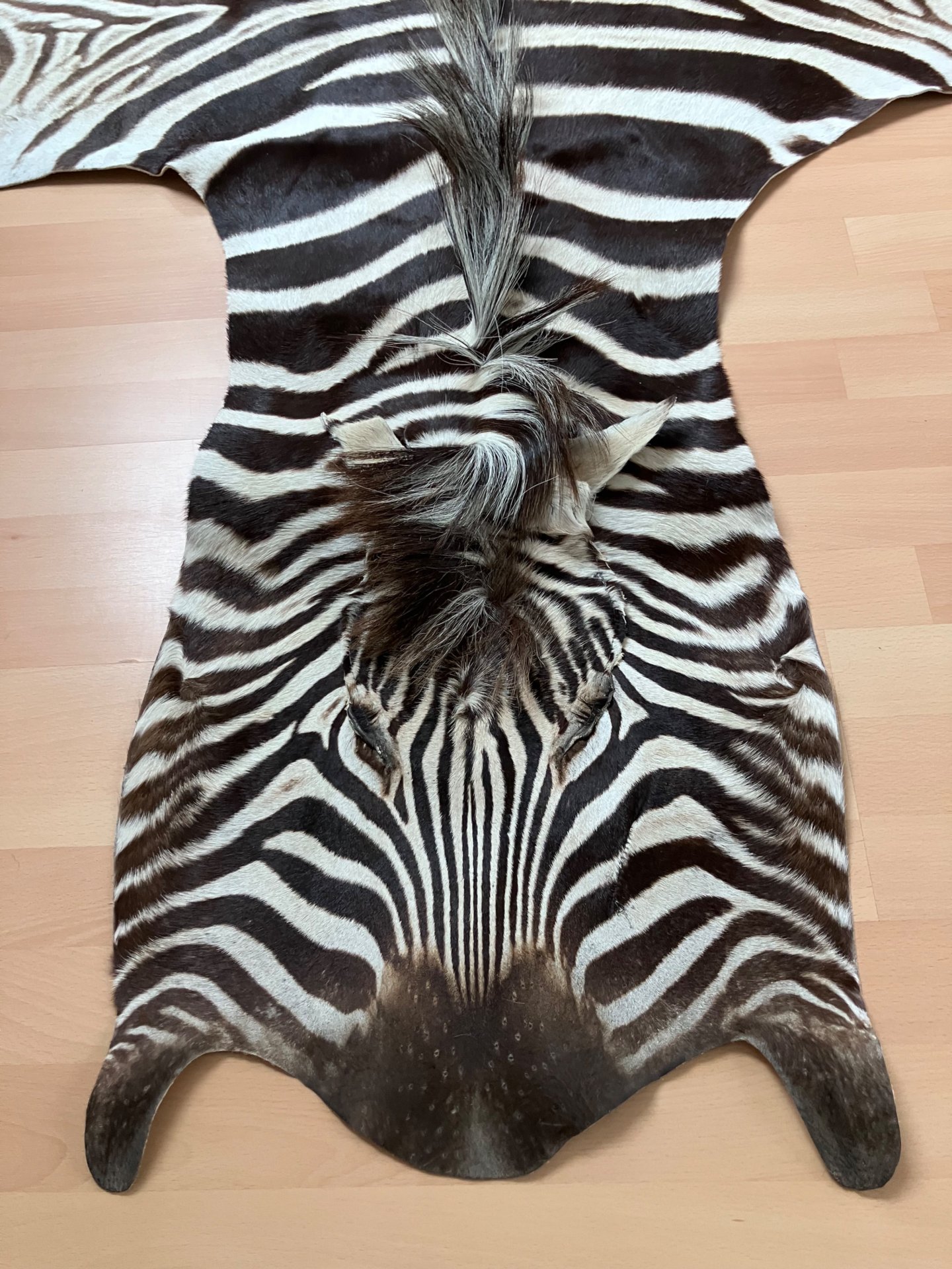 Zebradecke Steppenzebra Namibia 245 x 172 cm – Bild 2