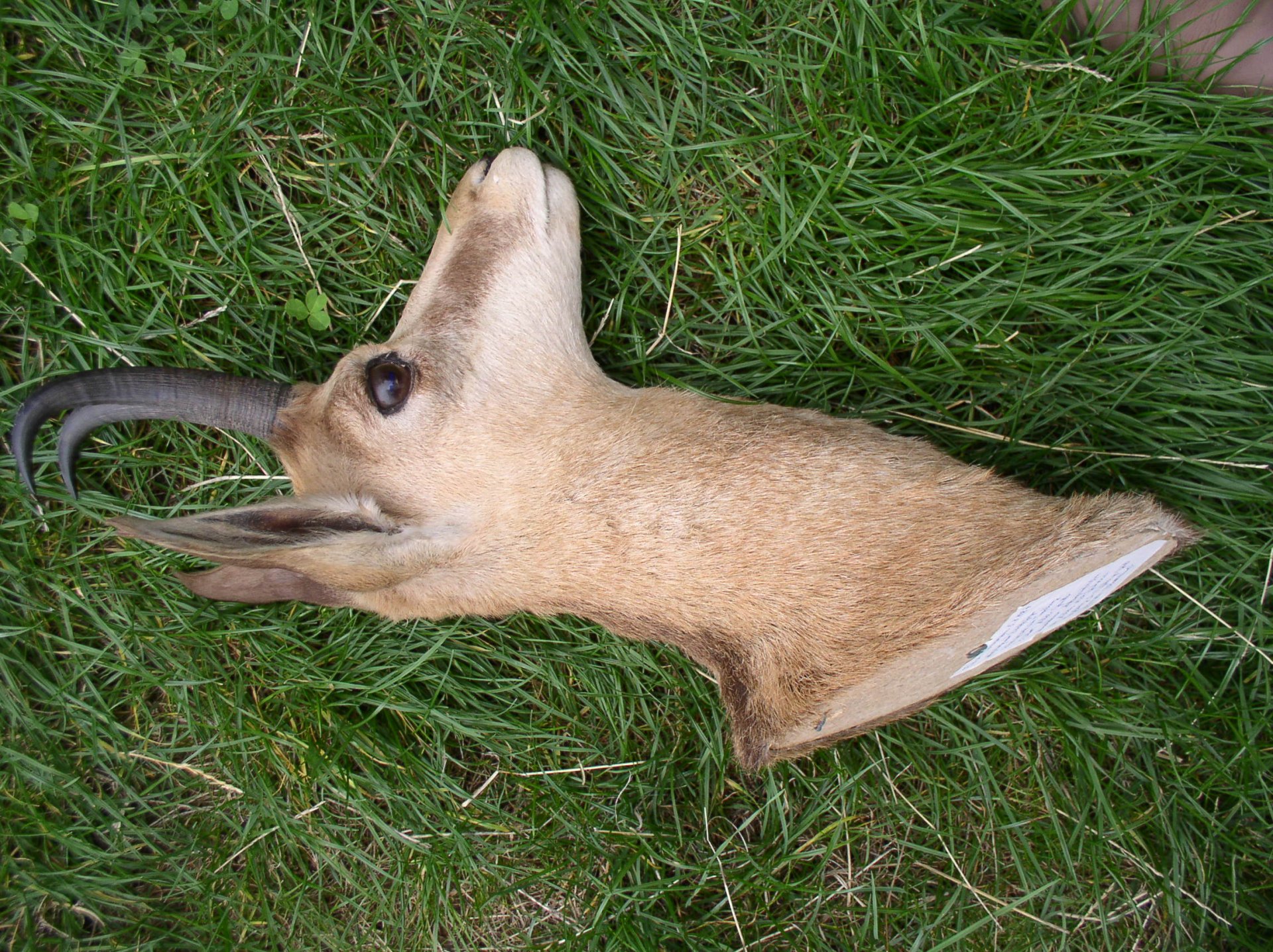 Gamskopf ,Geiß, Jagdtrophäe – Bild 3