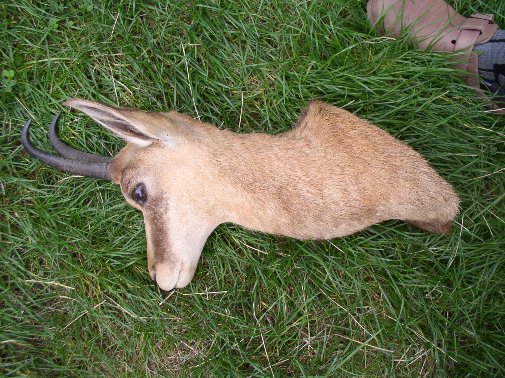 Gamskopf ,Geiß, Jagdtrophäe – Bild 2