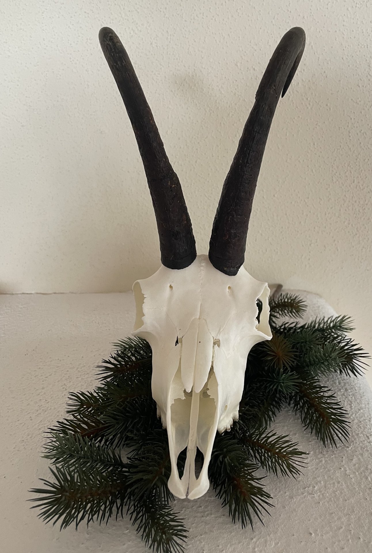 Gamskrucke aus letzter Jagdsaison – Bild 2
