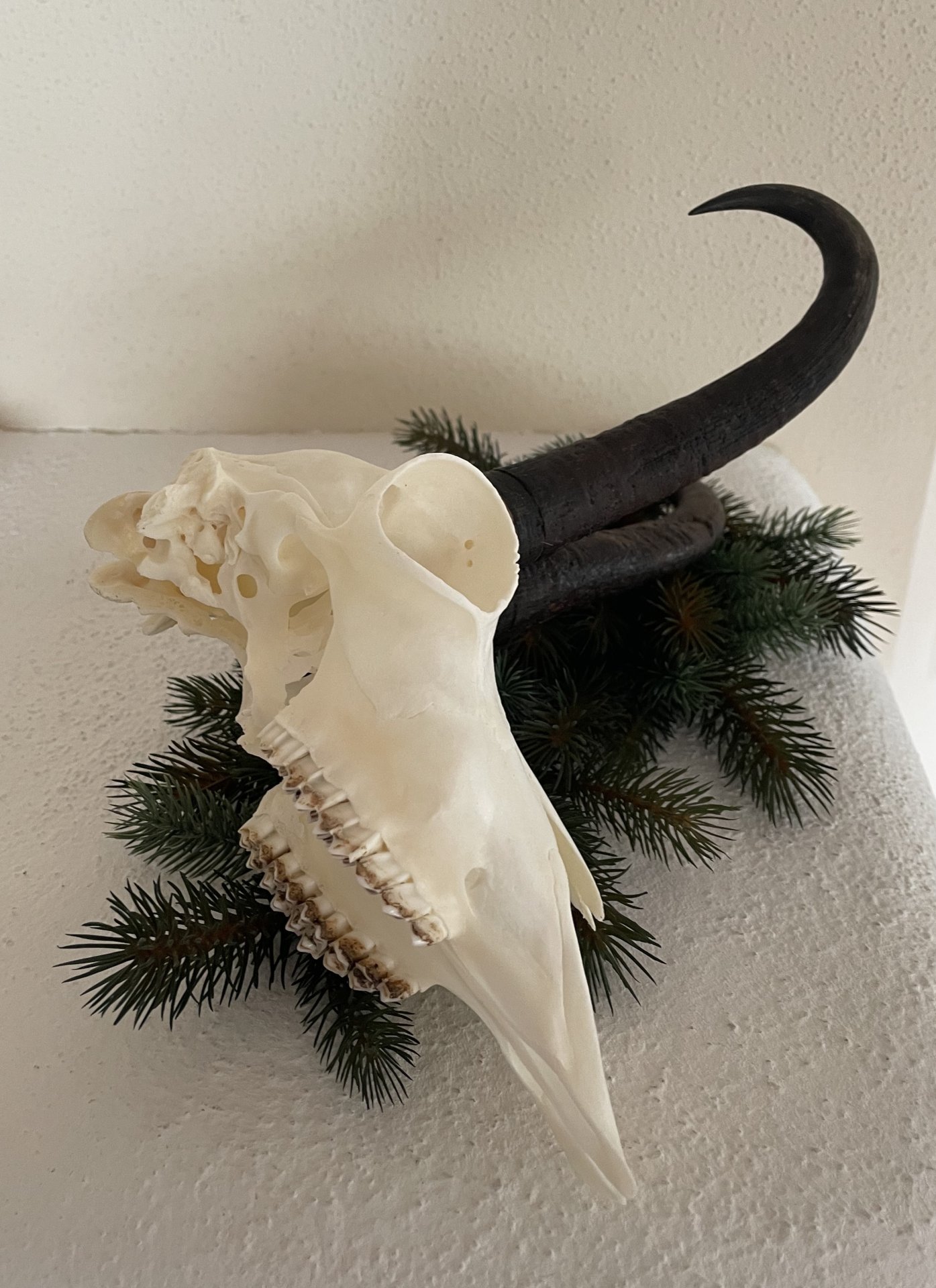 Gamskrucke aus letzter Jagdsaison – Bild 3