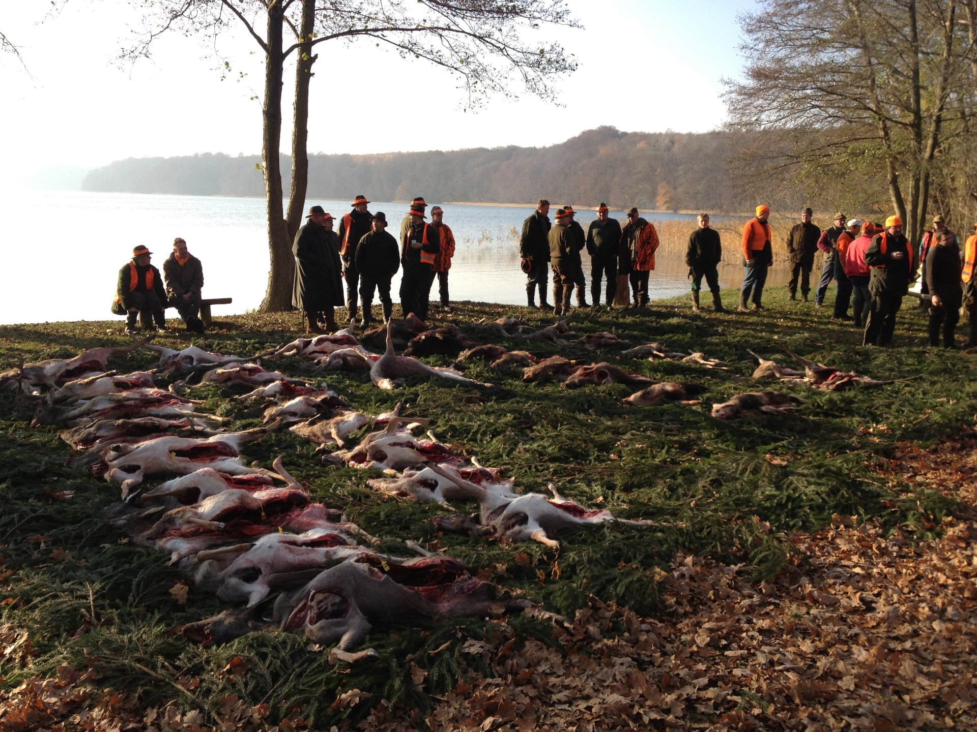 2-Tage-Drückjagd 25.-27.11.2026 Unterkunft Halbpension Abschüsse Mecklenburg – Bild 5