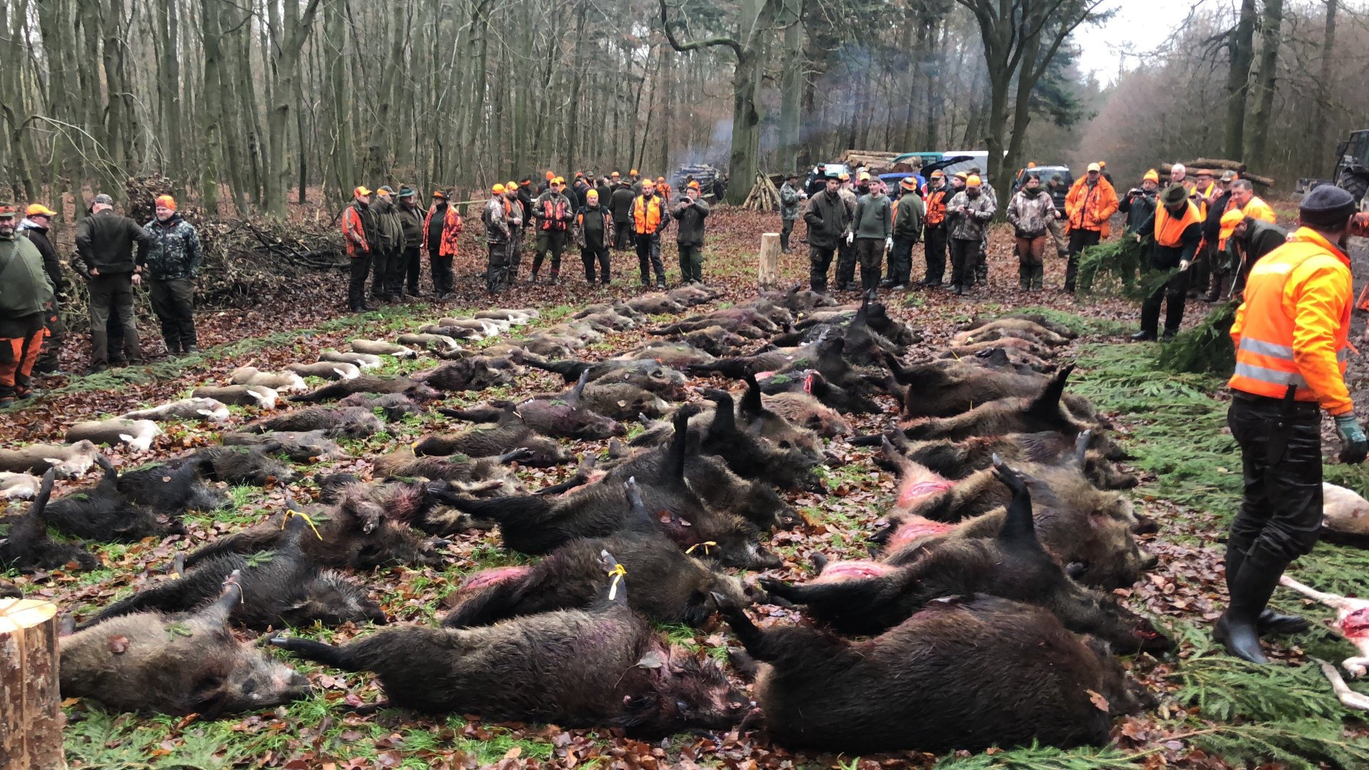 2-Tage-Drückjagd 25.-27.11.2026 Unterkunft Halbpension Abschüsse Mecklenburg – Bild 4