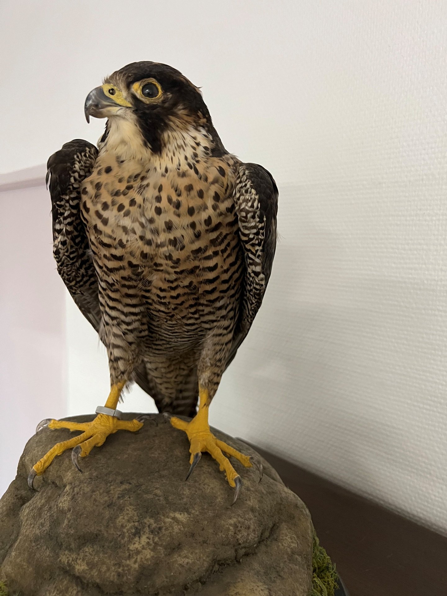 Wanderfalke Präparat mit Zertifikat – Bild 2