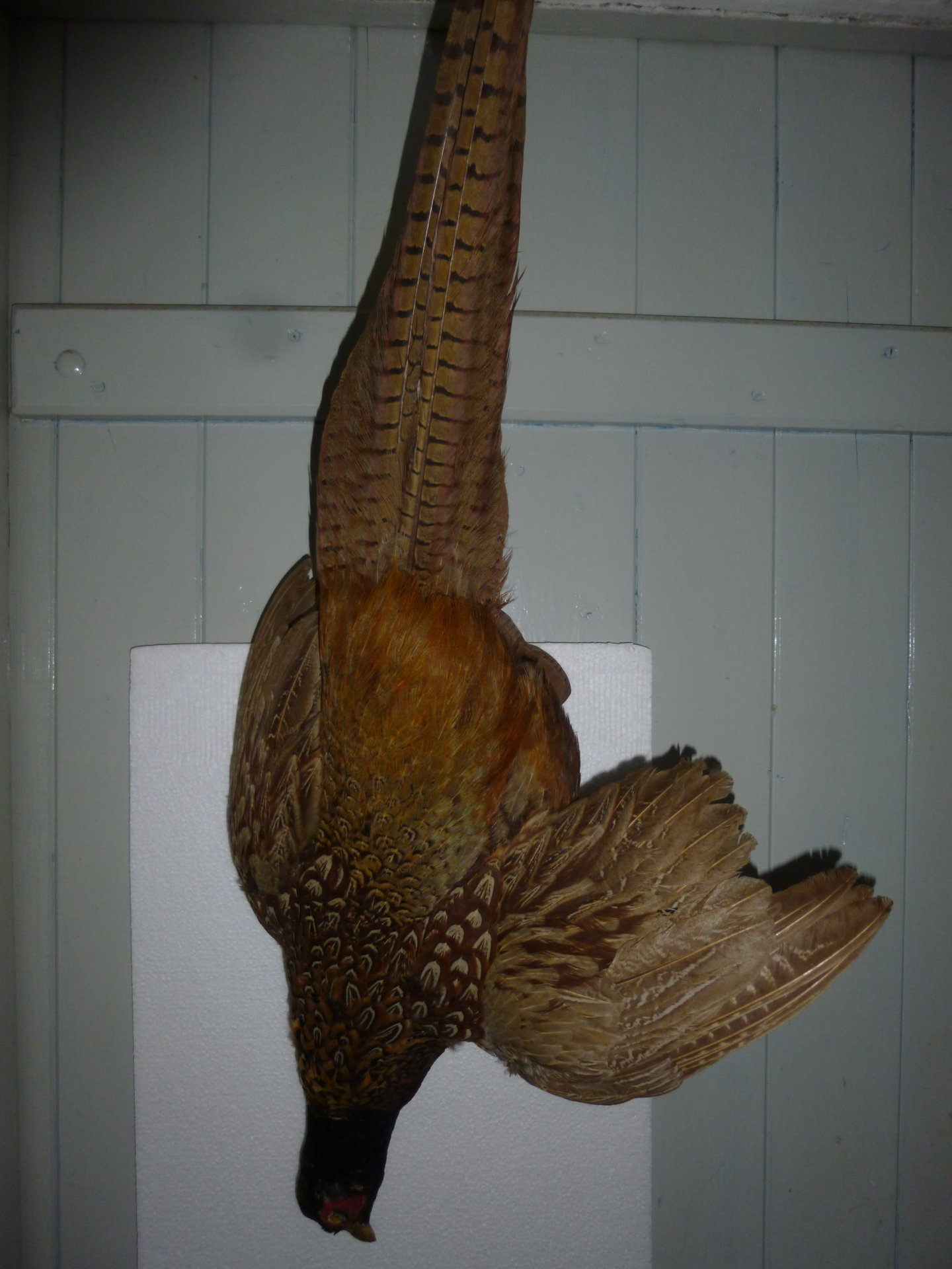 Jagdfasan als Stilleben – Bild 1