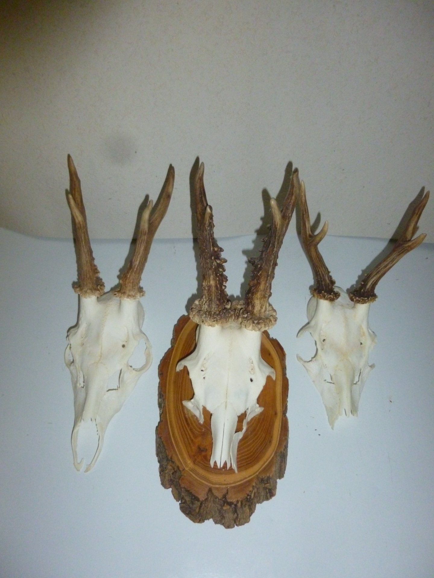 3 Rehgeweihe – Bild 1