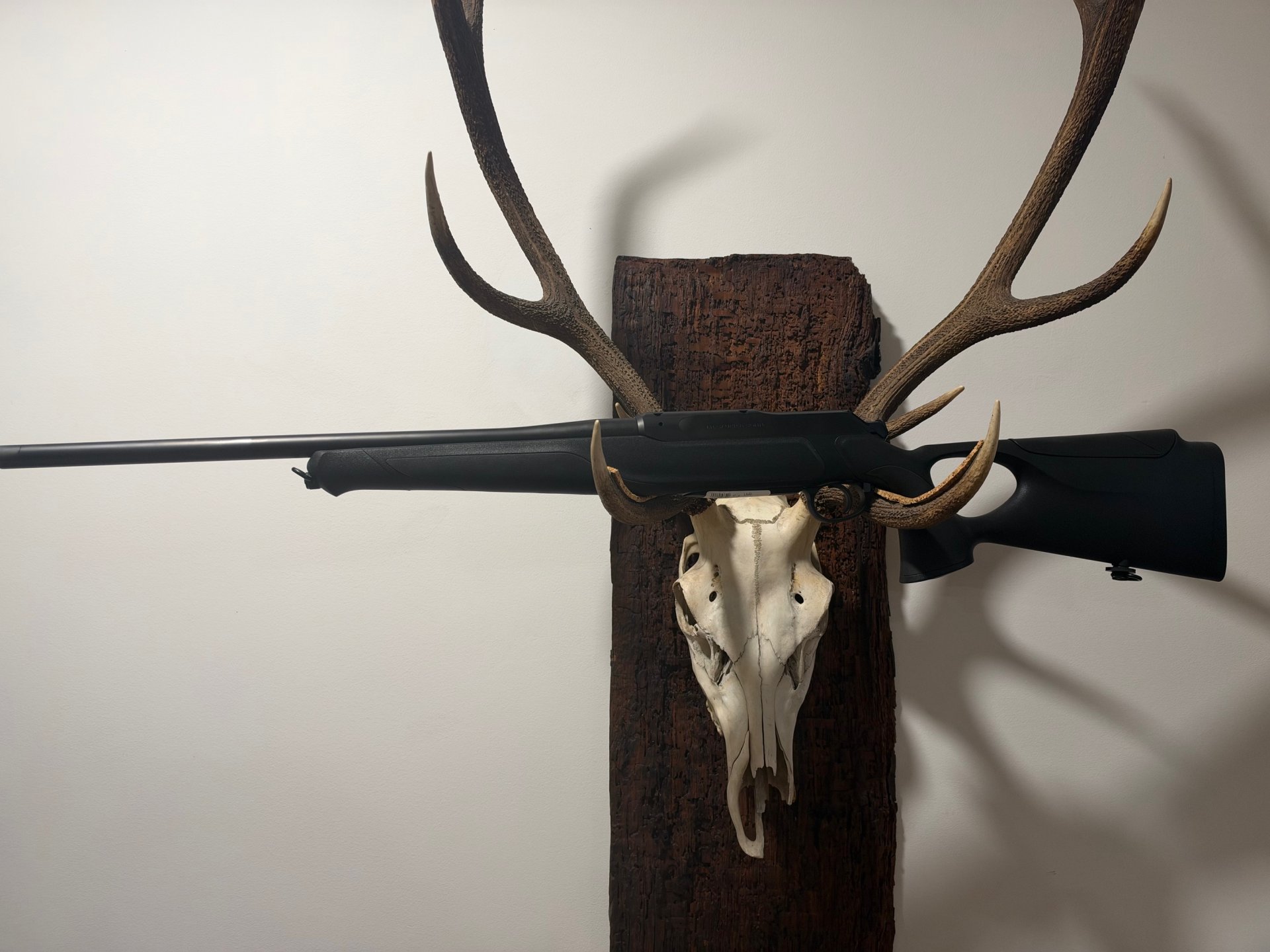 Sauer 505 SXT Elegance, Kal.8,5x55Blaser, 51cm LL, Neu u. sofort lieferbar v. Willenbach GmbH – Bild 3