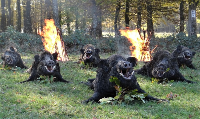HIRSCHJAGD KEILERJAGD BARANJA KROATIEN – image 3