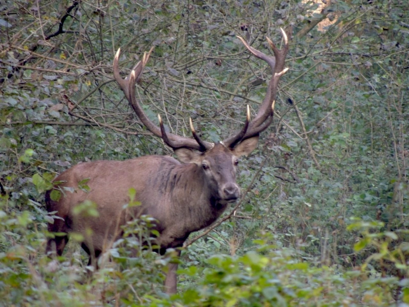 HIRSCHJAGD KEILERJAGD BARANJA KROATIEN – image 2