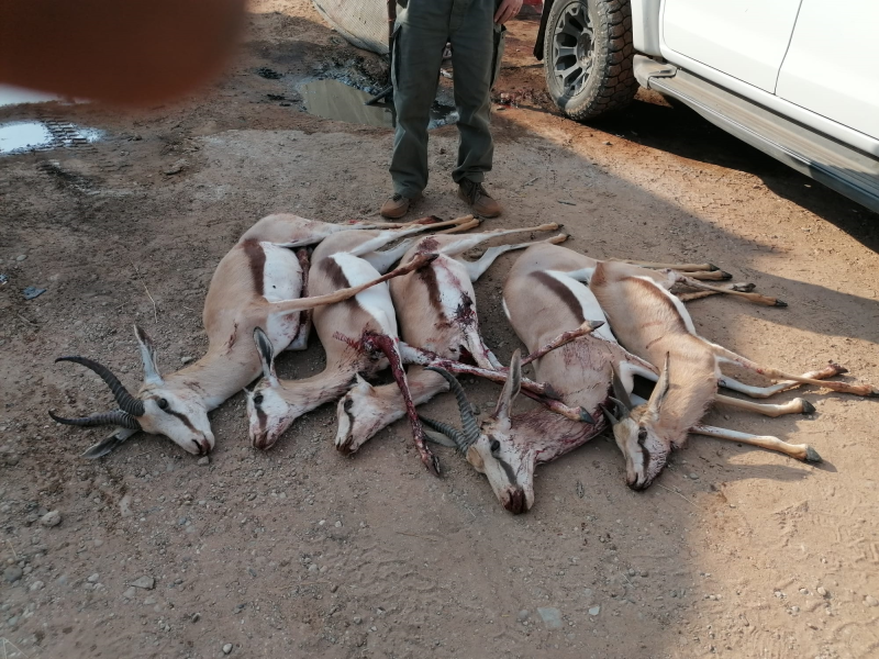 Reduktionsjagd - 22 Stk. Wild inkludiert - Namibia – Bild 2