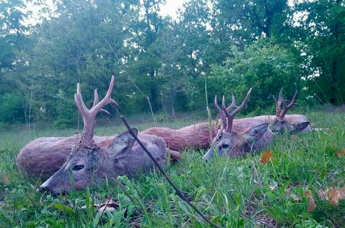 Bock Pauschaljagd 2027 RUMÄNIEN inkl. 3 Böcke bis 350 Gramm € 1650,- – Bild 4