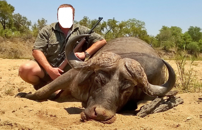 Büffel (Bulle) im Bushveld im Limpopo Valley Game Reserve waidwerken – Bild 5