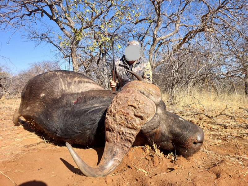 Büffel (Bulle) im Bushveld im Limpopo Valley Game Reserve waidwerken – Bild 3