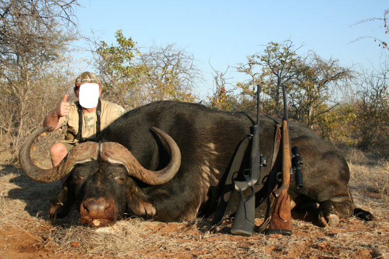 Büffel (Bulle) im Bushveld im Limpopo Valley Game Reserve waidwerken – Bild 6
