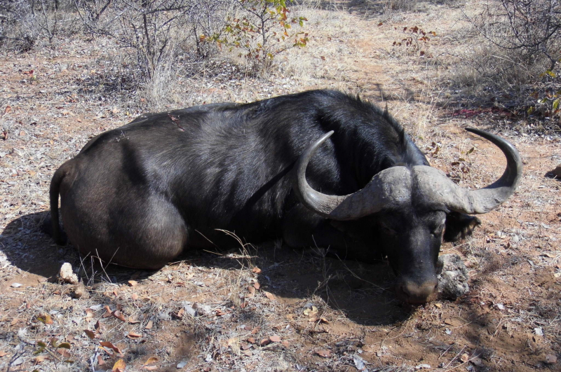 Büffel (Bulle) im Bushveld im Limpopo Valley Game Reserve waidwerken – Bild 4