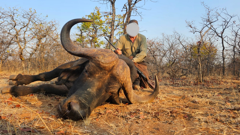 Büffel (Bulle) im Bushveld im Limpopo Valley Game Reserve waidwerken – Bild 2