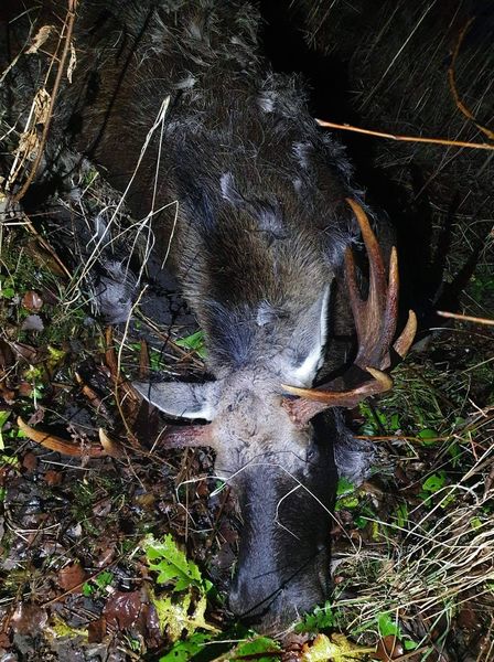 ELCHJAGD BÄRENJAGD ESTLAND – afbeelding 2