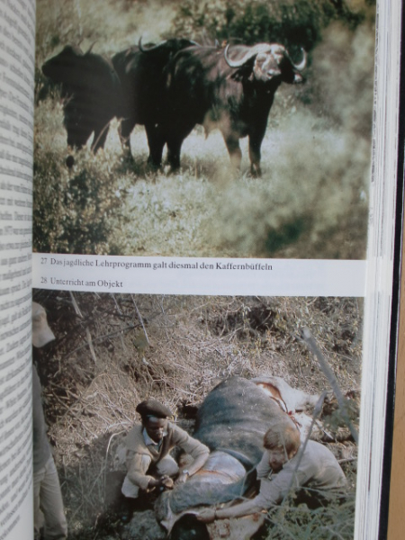 ZURÜCK IN DIE WILDNIS – Bild 3