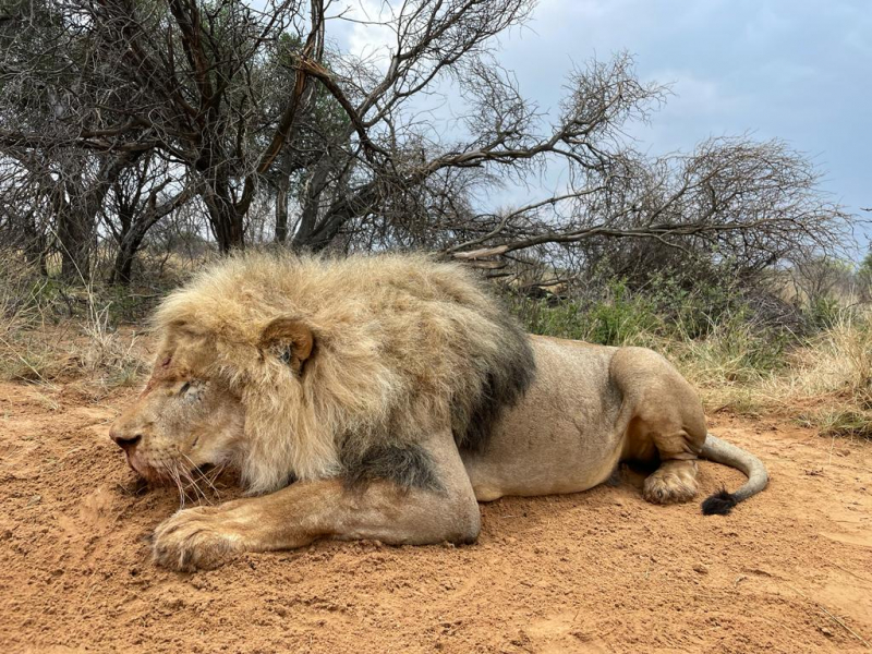 Jagd-Safari in SA inkl. Professional Hunters – Bild 2