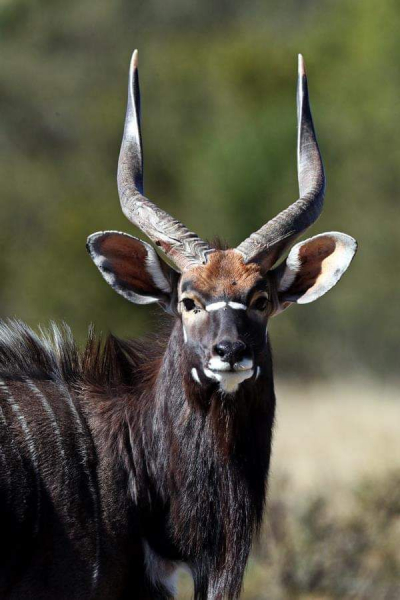 Jagd-Safari in SA inkl. Professional Hunters – Bild 4