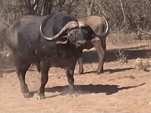 Jagd-Safari in SA inkl. Professional Hunters – Bild 3