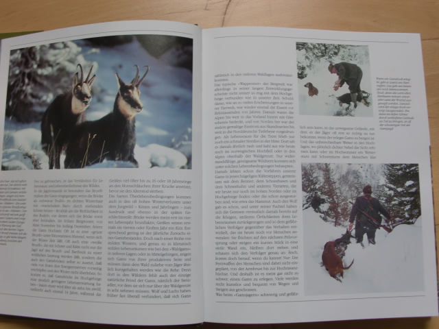 DAS JAHR DER WILDBAHN - Wild und Jagd in heimischen Revieren – Bild 2